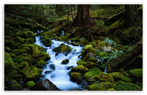 Forest Stream HD desktop wallpaper 