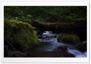 Forest, Svaneti Ultra HD Wallpaper for 4K UHD Widescreen desktop, tablet & smartphone