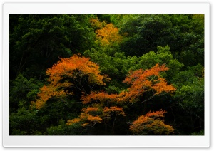 Forest Trees Ultra HD Wallpaper for 4K UHD Widescreen desktop, tablet & smartphone