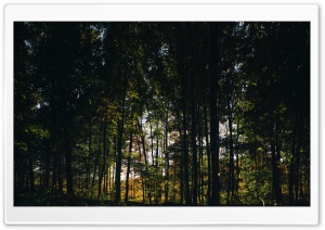 Forest, Trees, Early Autumn Ultra HD Wallpaper for 4K UHD Widescreen desktop, tablet & smartphone