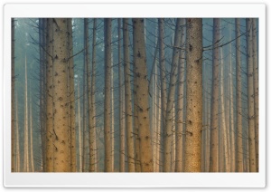 Forest Trees Mist Ultra HD Wallpaper for 4K UHD Widescreen desktop, tablet & smartphone