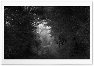 Forest Tunnel Black and White Ultra HD Wallpaper for 4K UHD Widescreen desktop, tablet & smartphone