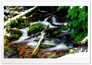 Forest Winter 7 Ultra HD Wallpaper for 4K UHD Widescreen desktop, tablet & smartphone
