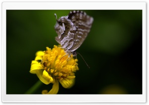Forgotten Flower Ultra HD Wallpaper for 4K UHD Widescreen desktop, tablet & smartphone