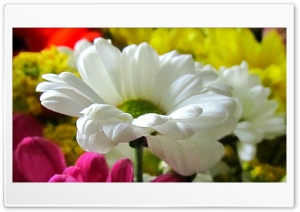 FotoFlexer Flowers Photo Ultra HD Wallpaper for 4K UHD Widescreen desktop, tablet & smartphone