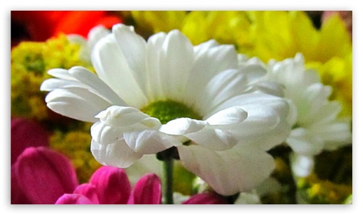 FotoFlexer Flowers Photo UltraHD Wallpaper for Mobile 16:9 - 2160p 1440p 1080p 900p 720p ;