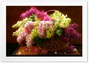 FotoFlexer Flowers Photo Ultra HD Wallpaper for 4K UHD Widescreen desktop, tablet & smartphone