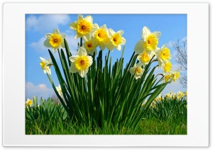 FotoFlexer Photo daffodils Ultra HD Wallpaper for 4K UHD Widescreen desktop, tablet & smartphone