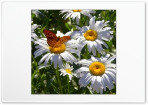 FotoFlexer Photo daisies Ultra HD Wallpaper for 4K UHD Widescreen desktop, tablet & smartphone