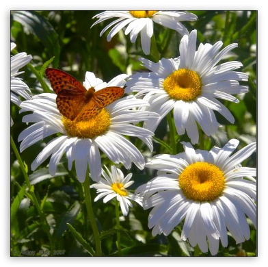 FotoFlexer Photo daisies UltraHD Wallpaper for Mobile 4:3 - UXGA XGA SVGA ;