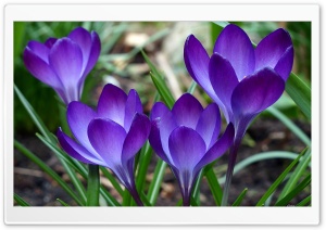 Four Bright Blue Flowers Ultra HD Wallpaper for 4K UHD Widescreen desktop, tablet & smartphone