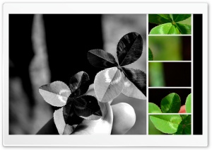 Four-leaf Clovers Ultra HD Wallpaper for 4K UHD Widescreen desktop, tablet & smartphone