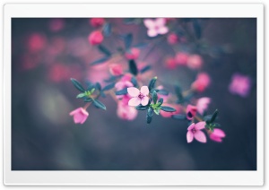 Four Petals Flower Ultra HD Wallpaper for 4K UHD Widescreen desktop, tablet & smartphone