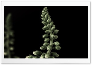 Foxglove Plant Buds Ultra HD Wallpaper for 4K UHD Widescreen desktop, tablet & smartphone