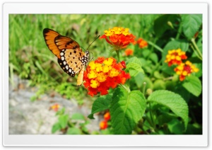 Freedom Ultra HD Wallpaper for 4K UHD Widescreen desktop, tablet & smartphone