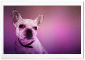 French Bulldog Ultra HD Wallpaper for 4K UHD Widescreen desktop, tablet & smartphone