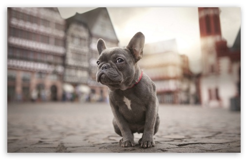 French Bulldog UltraHD Wallpaper for Wide 16:10 5:3 Widescreen WHXGA WQXGA WUXGA WXGA WGA ; 8K UHD TV 16:9 Ultra High Definition 2160p 1440p 1080p 900p 720p ; Standard 4:3 5:4 3:2 Fullscreen UXGA XGA SVGA QSXGA SXGA DVGA HVGA HQVGA ( Apple PowerBook G4 iPhone 4 3G 3GS iPod Touch ) ; Tablet 1:1 ; iPad 1/2/Mini ; Mobile 4:3 5:3 3:2 16:9 5:4 - UXGA XGA SVGA WGA DVGA HVGA HQVGA ( Apple PowerBook G4 iPhone 4 3G 3GS iPod Touch ) 2160p 1440p 1080p 900p 720p QSXGA SXGA ;