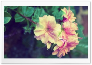 Fresh Ultra HD Wallpaper for 4K UHD Widescreen desktop, tablet & smartphone