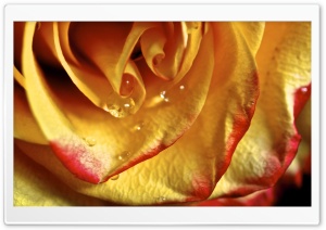 Fresh Beauty Ultra HD Wallpaper for 4K UHD Widescreen desktop, tablet & smartphone