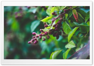 Fresh Blackberries Ultra HD Wallpaper for 4K UHD Widescreen desktop, tablet & smartphone
