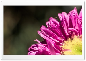 Fresh Flower Ultra HD Wallpaper for 4K UHD Widescreen desktop, tablet & smartphone