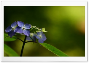 Fresh Flowers Ultra HD Wallpaper for 4K UHD Widescreen desktop, tablet & smartphone