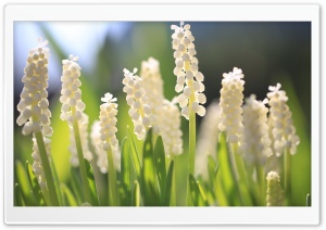 Fresh Flowers Ultra HD Wallpaper for 4K UHD Widescreen desktop, tablet & smartphone