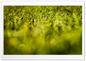 Fresh Grass Ultra HD Wallpaper for 4K UHD Widescreen desktop, tablet & smartphone