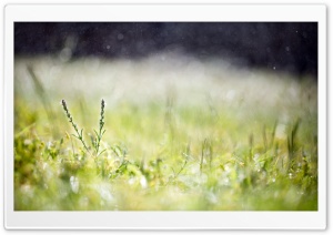 Fresh Green Grass Ultra HD Wallpaper for 4K UHD Widescreen desktop, tablet & smartphone