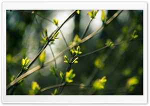 Fresh Leaves Ultra HD Wallpaper for 4K UHD Widescreen desktop, tablet & smartphone