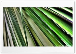 Fresh Palm HDR Ultra HD Wallpaper for 4K UHD Widescreen desktop, tablet & smartphone