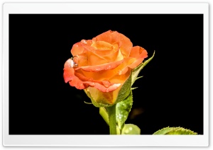 Fresh Rose with Raindrops Ultra HD Wallpaper for 4K UHD Widescreen desktop, tablet & smartphone