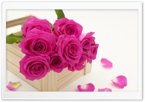 Fresh Roses Flowers Ultra HD Wallpaper for 4K UHD Widescreen desktop, tablet & smartphone