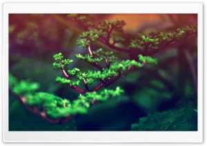 Fresh Tree Buds Ultra HD Wallpaper for 4K UHD Widescreen desktop, tablet & smartphone
