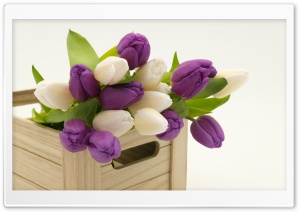 Fresh Tulips Flowers Ultra HD Wallpaper for 4K UHD Widescreen desktop, tablet & smartphone