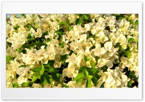 fresh white flowers Ultra HD Wallpaper for 4K UHD Widescreen desktop, tablet & smartphone