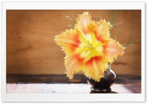 Fringed Tulip In Bloom Ultra HD Wallpaper for 4K UHD Widescreen desktop, tablet & smartphone