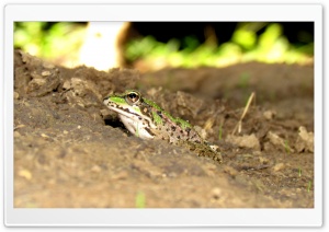 Frog Ultra HD Wallpaper for 4K UHD Widescreen desktop, tablet & smartphone