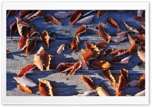 Frozen Autumn Leaves Ultra HD Wallpaper for 4K UHD Widescreen desktop, tablet & smartphone