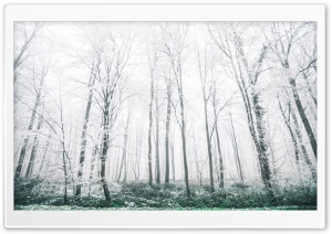 Frozen Forest Ultra HD Wallpaper for 4K UHD Widescreen desktop, tablet & smartphone