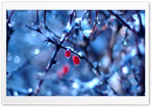 Frozen Fruits 1 Ultra HD Wallpaper for 4K UHD Widescreen desktop, tablet & smartphone