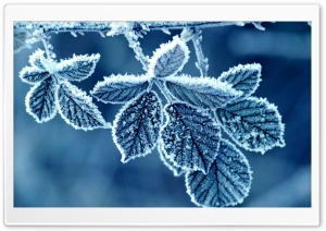 Frozen Leaves Ultra HD Wallpaper for 4K UHD Widescreen desktop, tablet & smartphone
