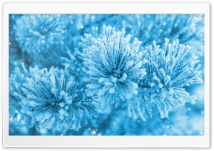 Frozen Spruce Ultra HD Wallpaper for 4K UHD Widescreen desktop, tablet & smartphone