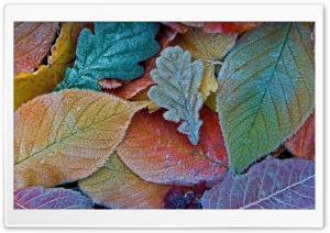 Frozen Tree Leaves Ultra HD Wallpaper for 4K UHD Widescreen desktop, tablet & smartphone