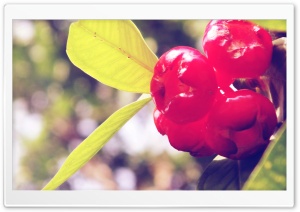 Fruit Ultra HD Wallpaper for 4K UHD Widescreen desktop, tablet & smartphone