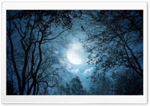 Full Moon Night Ultra HD Wallpaper for 4K UHD Widescreen desktop, tablet & smartphone