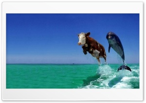 Funny Animals Ultra HD Wallpaper for 4K UHD Widescreen desktop, tablet & smartphone