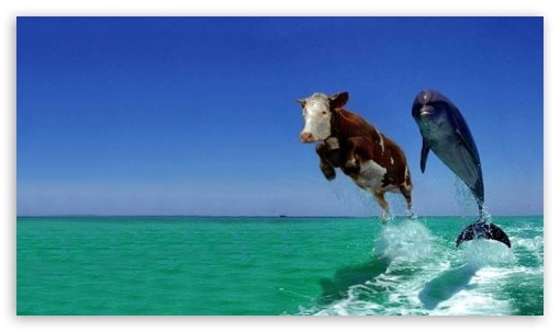 Funny Animals Ultra HD Desktop Background Wallpaper for : Tablet :  Smartphone