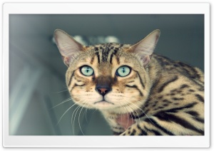 Funny Cat Ultra HD Wallpaper for 4K UHD Widescreen desktop, tablet & smartphone