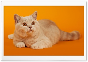 Funny Cat Ultra HD Wallpaper for 4K UHD Widescreen desktop, tablet & smartphone